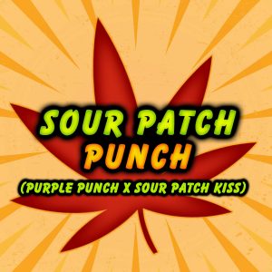 Elev8 Seeds – Sour Patch Punch (Retired) (Feminized)
