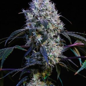 Ethos – Thug Rozé R1 (Feminized) - Image 2