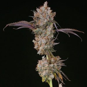Ethos – XXX (Feminized) - Image 2