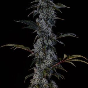 Ethos – Zweet OG F2 (Regular M/F) - Image 2