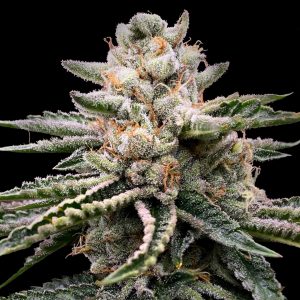 Elev8 Seeds – Baked Bellatrix (Retired) (Feminized) - Image 2