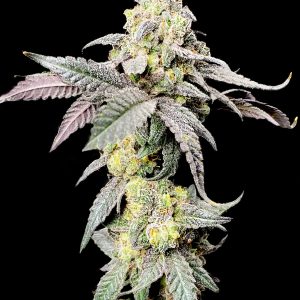 Elev8 Seeds – Purple Cherry Ripple (Retired) (Feminized) - Image 2