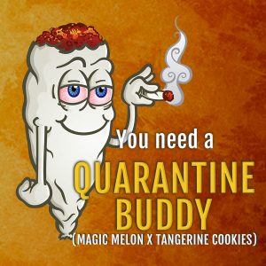 Elev8 Seeds – Quarantine Buddy (Retired) (Feminized)