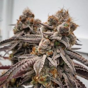 Ethos – Big Detroit Energy R1 (Feminized) - Image 2