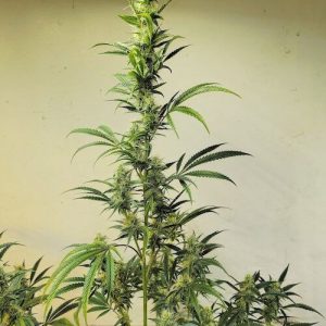 Ethos – Ethos Haze IBL (Feminized) - Image 2