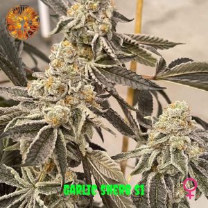 In House Genetics – Garlic Sherb S1 (Gold Pack) (3 Pack) (Feminized) - Image 2