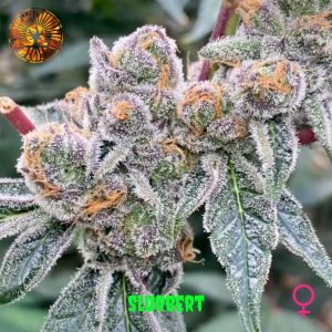 In House Genetics – Slurbert (Gold Pack) (Feminized) - Image 2