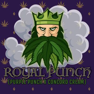 Elev8 Seeds – Royal Punch (Retired) (Feminized)