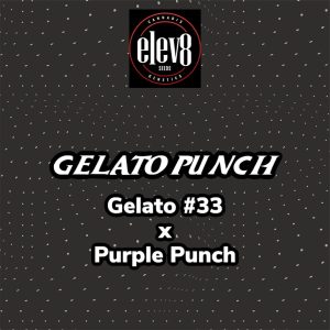 Elev8 Seeds – Gelato Punch (Retired) (Feminized)