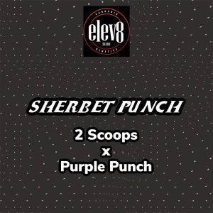 Elev8 Seeds – Sherbet Punch (Retired) (Feminized)