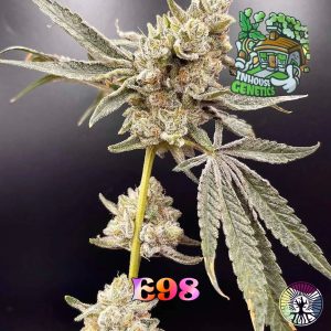 In House Genetics – e98 (Gold Pack) (Feminized) - Image 2