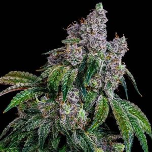 Ethos - Shawty R1 (Feminized) | Brotanical Gardens