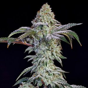 Ethos – Grandpa’s Cookies #6 S1 (Feminized) - Image 2