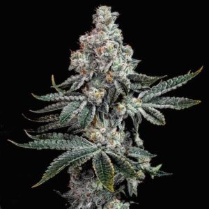 Ethos – Grandpa’s Cookies R2 V1 (Feminized) - Image 2
