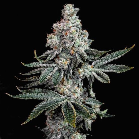 Ethos – Grandpa’s Cookies R2 V1 (Feminized) - Image 2