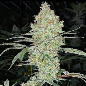Ethos – Super Lemon Haze IBL V1 (Regular M/F) - Image 2