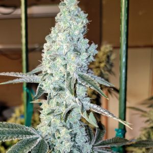Ethos – Zweet OG R2 (Feminized) - Image 2