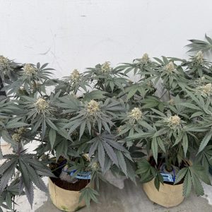 Hyphy Genetics – Loafer (Feminized) - Image 2