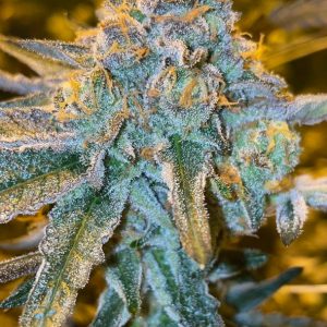 Seed Junky – Alien Mints x Permanent Marker (Doja Collab) (Feminized) - Image 2