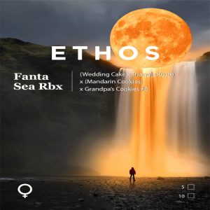 Ethos – Fanta Sea RBx (Feminized)