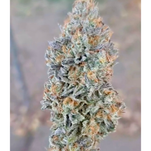 Hyphy Genetics – Apple Loompa (Feminized) - Image 2