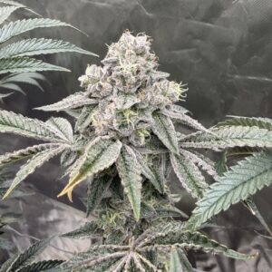 Hyphy Genetics – Runsetz (Feminized)