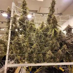 Cult Classic Seeds - Deleted Scene (Feminized) | Brotanical Gardens