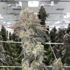 Cult Classic Seeds - Mellow Fellow (Feminized) | Brotanical Gardens