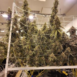 Cult Classic Seeds – Deleted Scene (Feminized) - Image 2