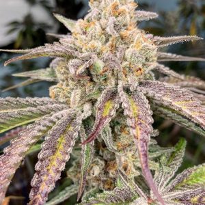 In House Genetics – Jelly Drip (Feminized) - Image 2