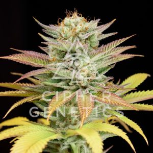 Cipher Genetics – 100 Racks (Feminized) - Image 2