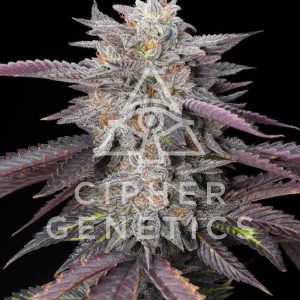 Cipher Genetics – Caramelz (Feminized) - Image 2