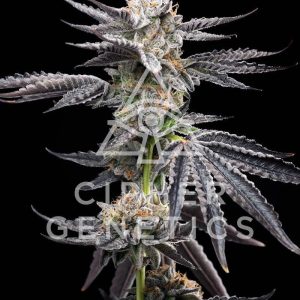 Cipher Genetics – Chikitaz (Feminized) - Image 2