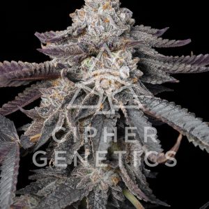 Cipher Genetics – Gas Burzt (Feminized) - Image 2