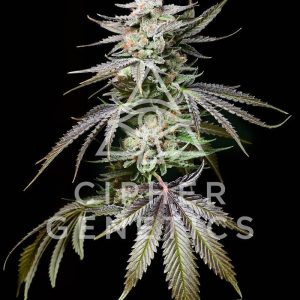 Cipher Genetics – Prism OZ (Feminized) - Image 2