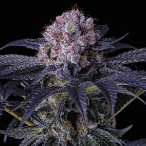 Ethos – Grape Balls Of Fire RBx (Feminized) - Image 2