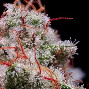 Ethos – Peach Crescendo Auto RF3 (Feminized) (Autoflower) - Image 2