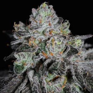 Ethos – Wrank R2 (Feminized) - Image 2