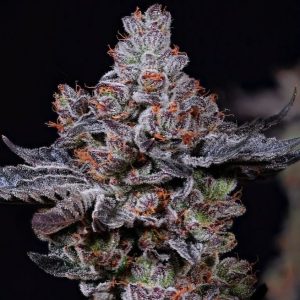 Ethos – Mookie B R1 (Feminized) - Image 2