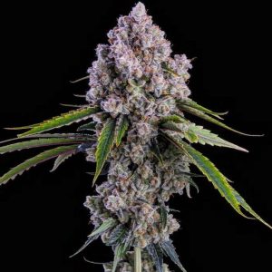 Ethos – Pepe Silvia R1 (Feminized) - Image 2