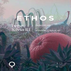 Ethos – Pepe Silvia R1 (Feminized)