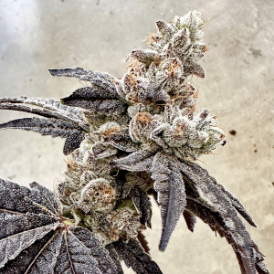 Exotic Genetix – Ben & Gary’s (Feminized) - Image 2