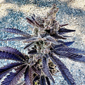 Exotic Genetix – Cosmopolis (Feminized) - Image 2