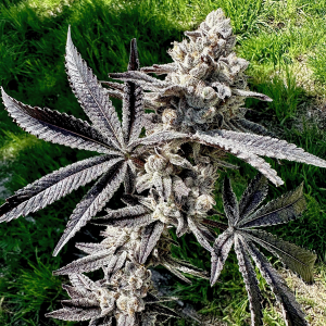 Exotic Genetix – Dripping’ Aint Eazy (Feminized) - Image 2