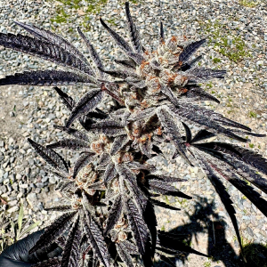 Exotic Genetix – Marshmallow Mountain (Feminized) - Image 2