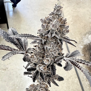 Exotic Genetix – Money Ball (Feminized) - Image 2