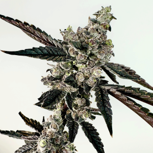 Exotic Genetix – Ring Of Sour (Feminized) - Image 2