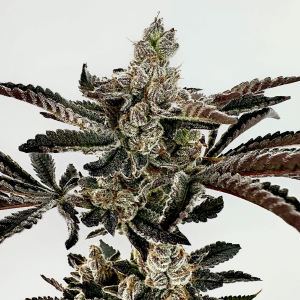 Exotic Genetix – Sha-Boink (Feminized) - Image 2