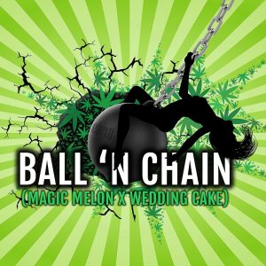 Elev8 Seeds – Ball n’ Chain (Retired) (Feminized)