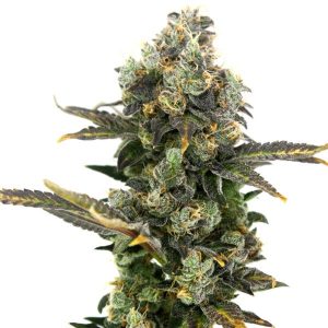 Elev8 Seeds – King Cone (Retired) (Feminized)